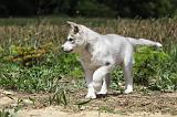SIBERIAN HUSKY 360